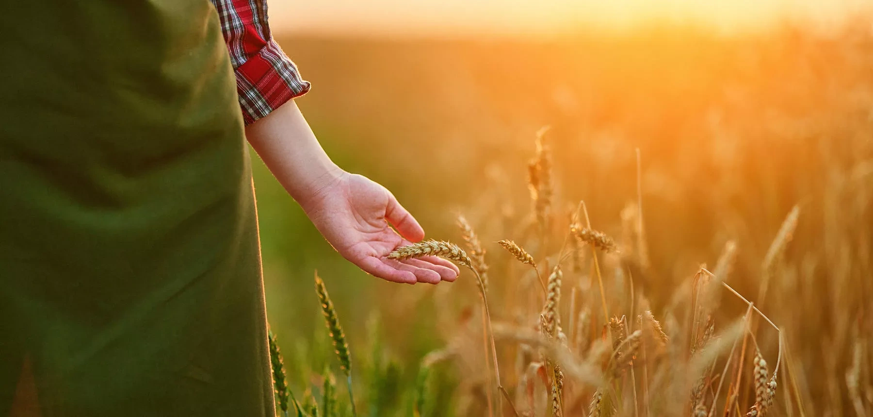 Turkmen President orders timely payments to wheat, cotton producers