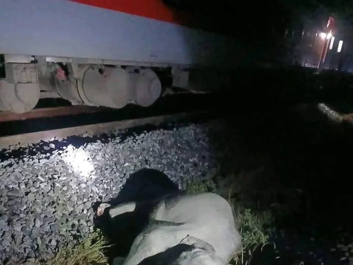 Train derails in India, after striking eight elephants PHOTO / VIDEO