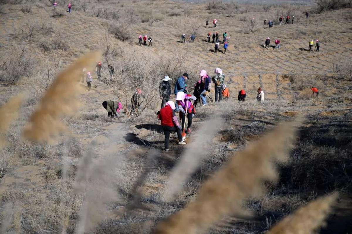 China, Uzbekistan expand cooperation to combat desertification