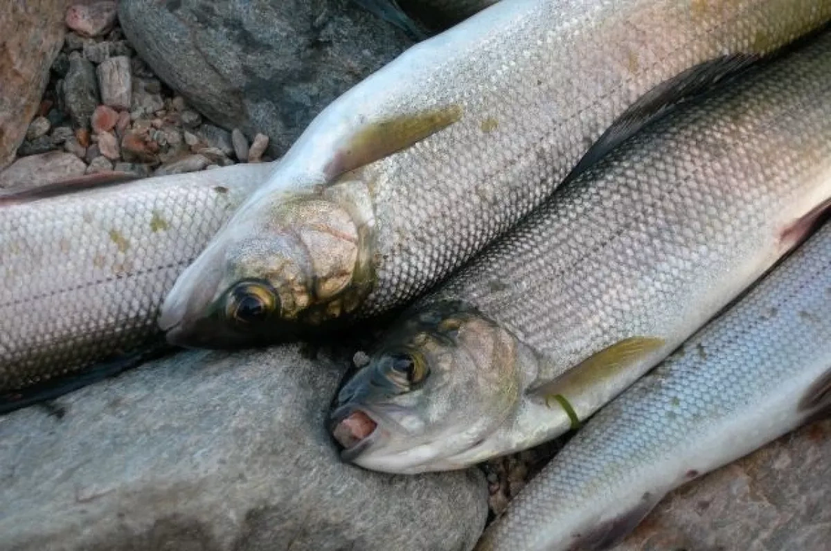 Russia greenlights fish imports from two Armenian firms