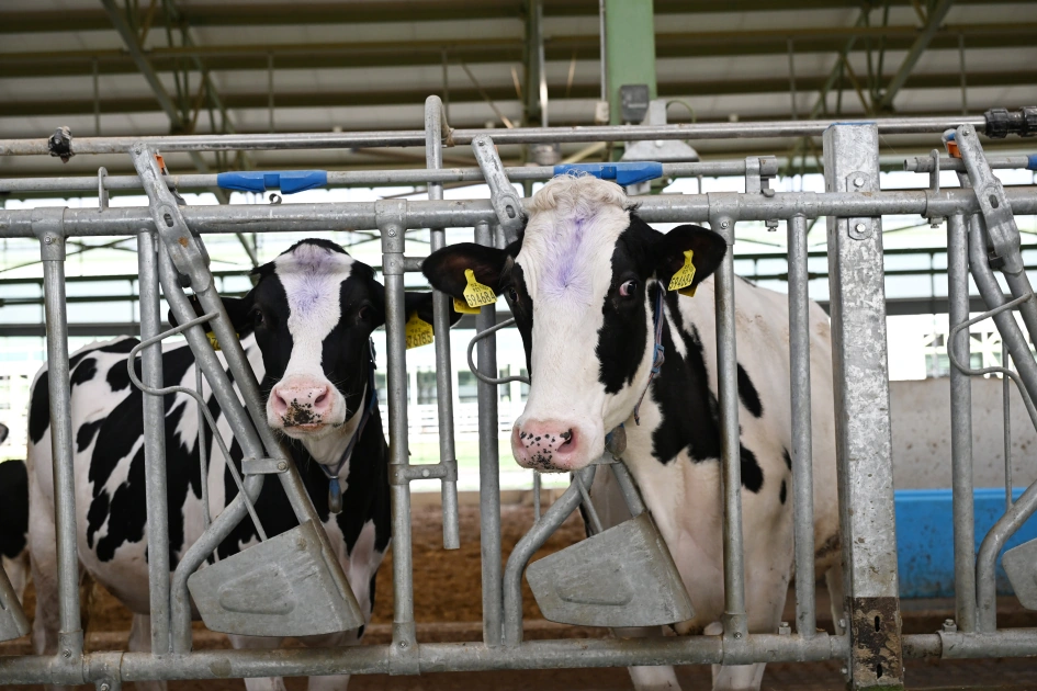 President Ilham Aliyev attends opening of Shirvan Agro livestock complex in Shamakhi (PHOTO)