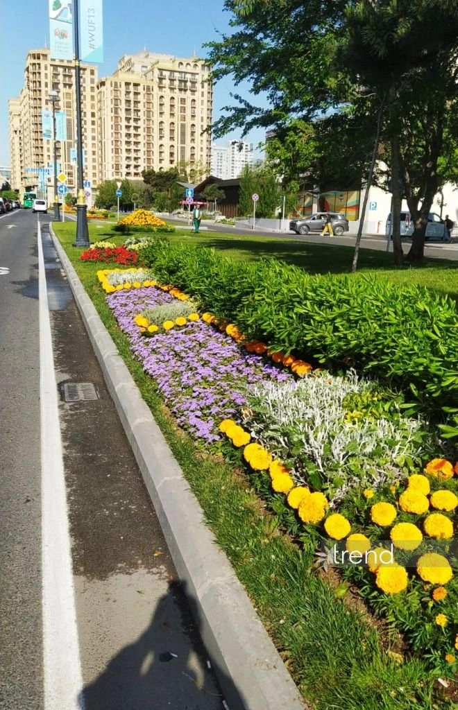 Azerbaijan's Baku blossoms with flowers ahead of WUF13 conference (PHOTO)