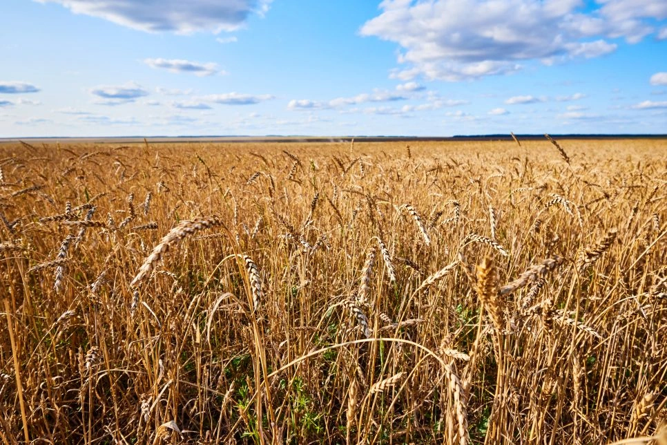 Tajikistan wheat imports rise as domestic harvest declines
