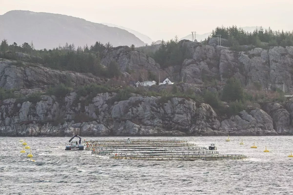 Media: Norway’s fish farms pollute fjords with sewage-level waste