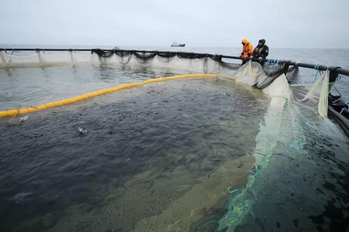 Kazakhstan launches first marine fish farm in Central Asia PHOTO