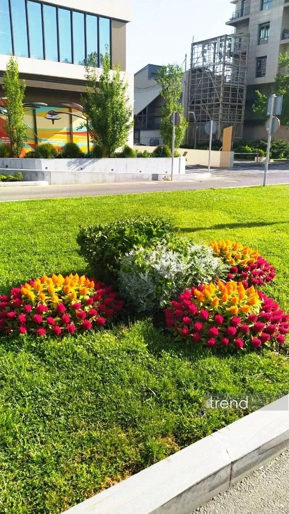 Azerbaijan's Baku blossoms with flowers ahead of WUF13 conference (PHOTO)