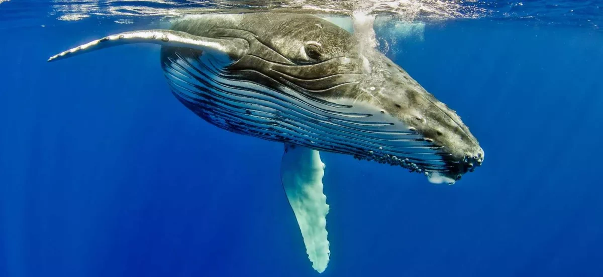 Scientists document longest-ever whale journeys across lifetime