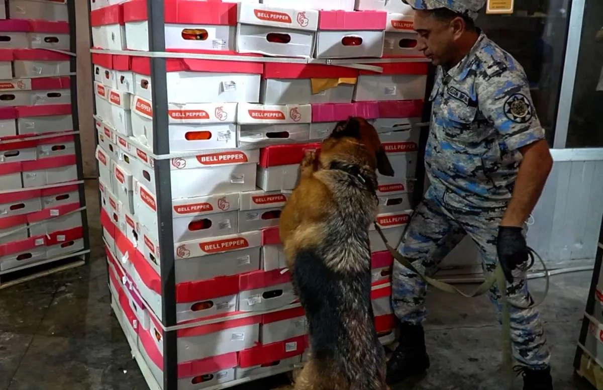 Azerbaijan Customs seize 25kg marijuana shipment bound for Russia PHOTO