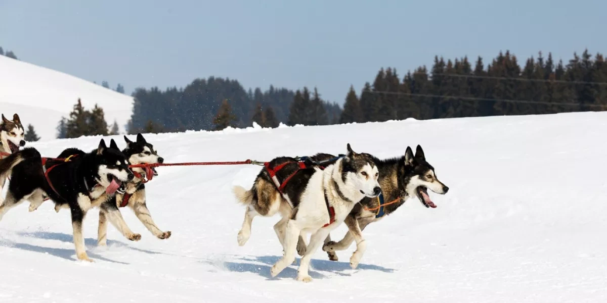 Trump’s envoy disinvited from Greenland dog sled race