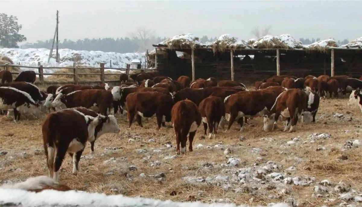 Russia: Novosibirsk livestock plummets to 4,000 after mass culling