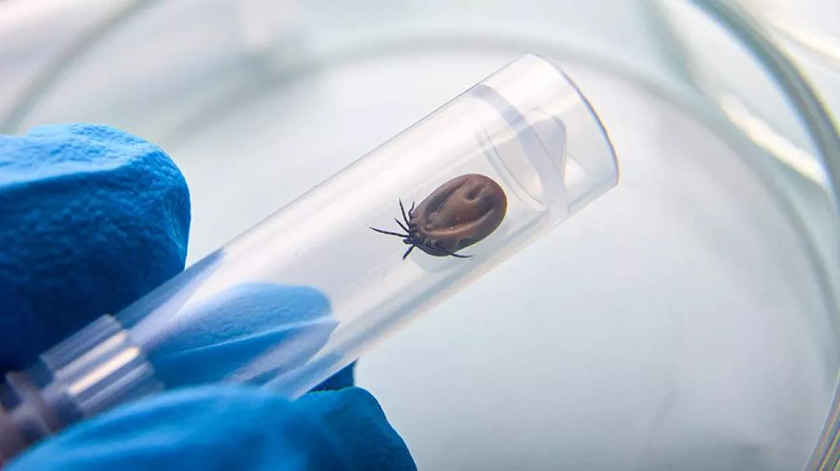 WP: US sees sharp rise in cases of deadly Powassan virus