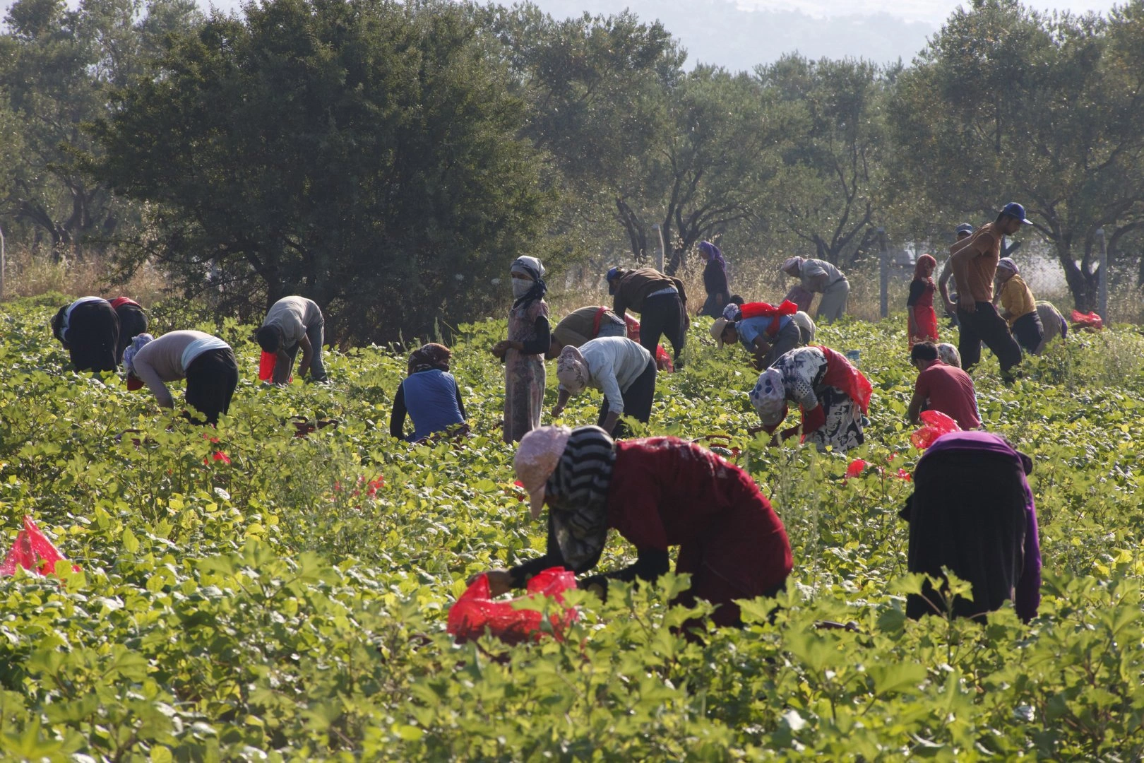 Kyrgyzstan opens UK seasonal work registration for 2027