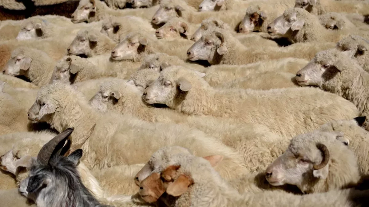 Saudi Arabia becomes top buyer of live sheep, goats from Georgia
