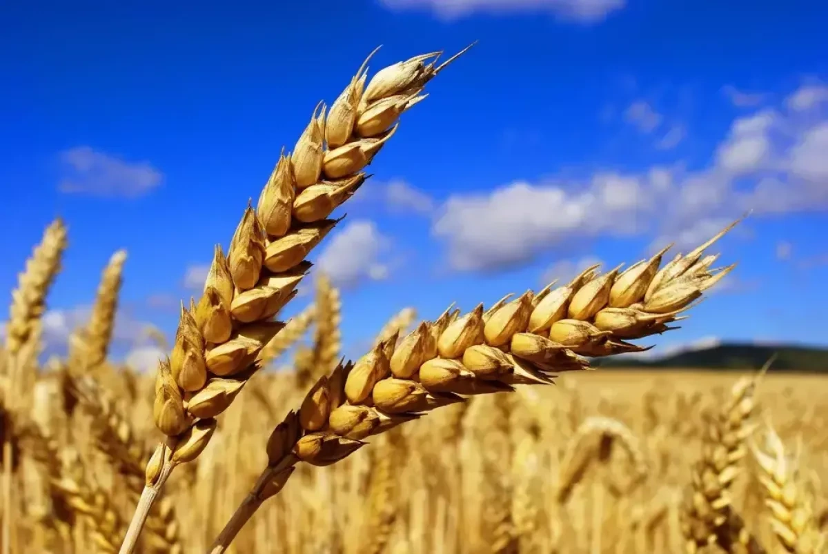 Russia becomes Kyrgyzstan’s largest wheat supplier