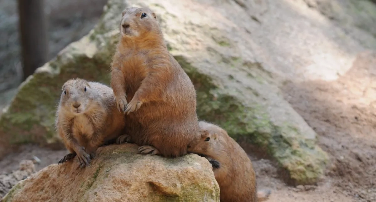 Mongolia warns of bubonic plague risk ahead of peak summer travel season