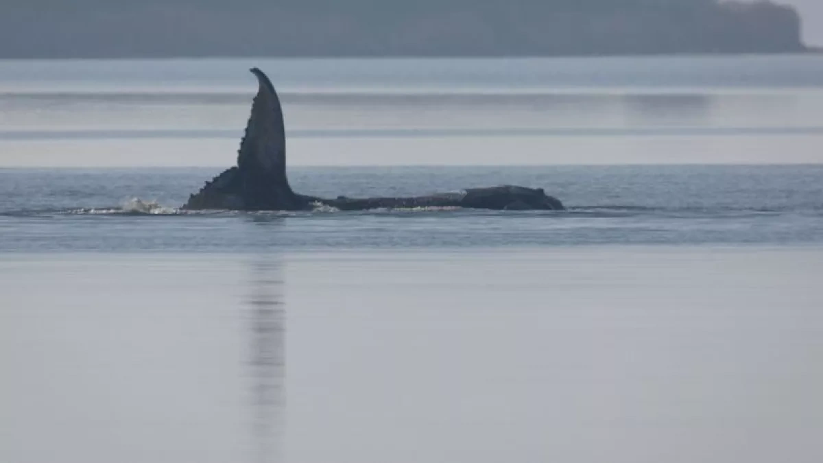 Germany revises plan to rescue whale fighting for survival in Baltic Sea