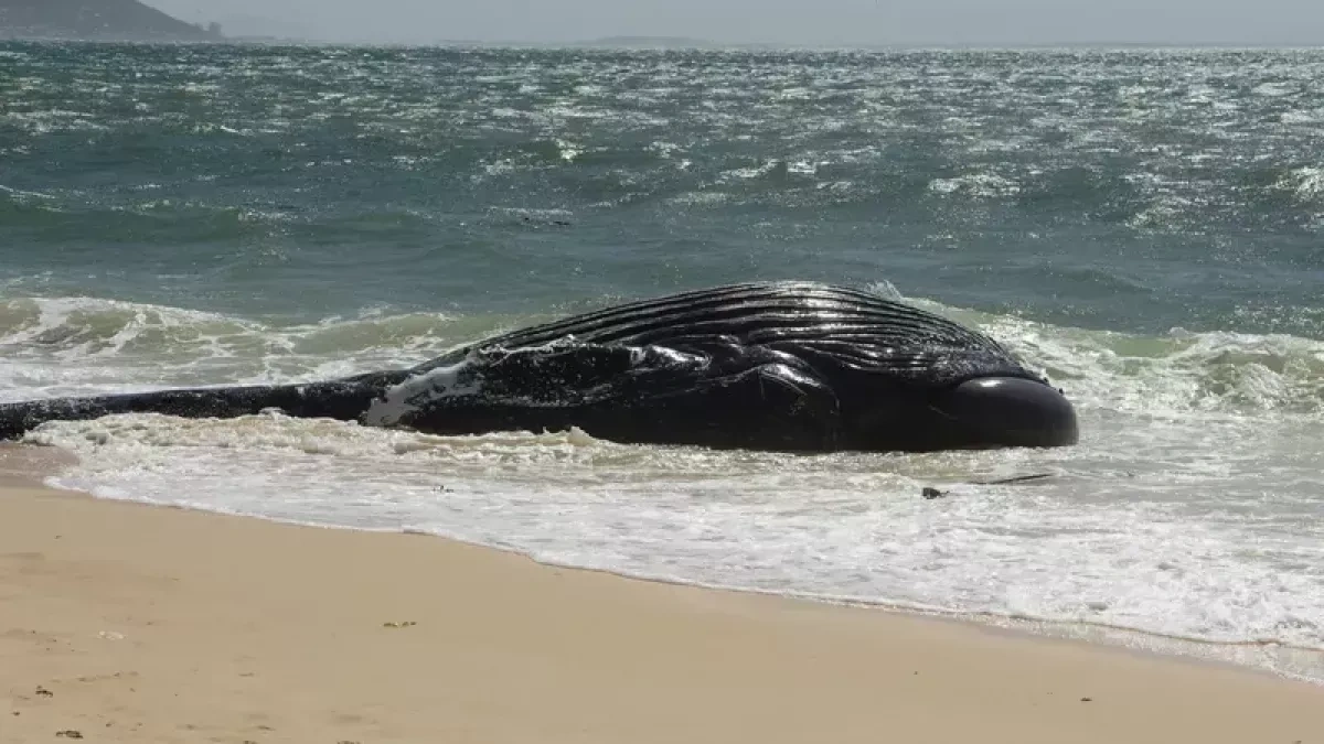 War-driven trade shifts expose whales to growing collision