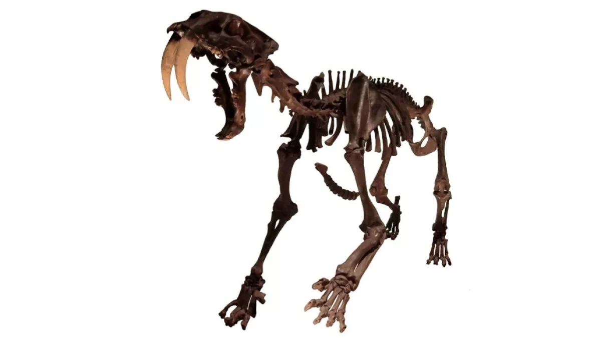 Rare spinal tumours in sabre-toothed cats may offer clues to their extinction