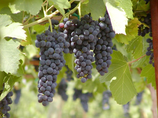 New winery opens up in Baherden district of Ahal province, Turkmenistan