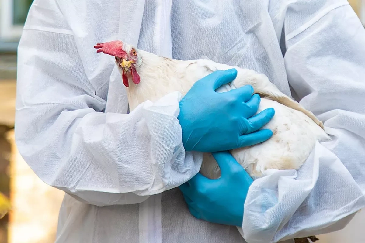 First human case of H9N2 avian influenza detected in Europe