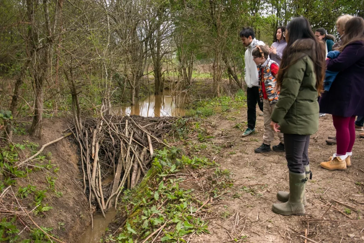 Cities turn to animal kingdom's skilled engineers as natural defence against flooding