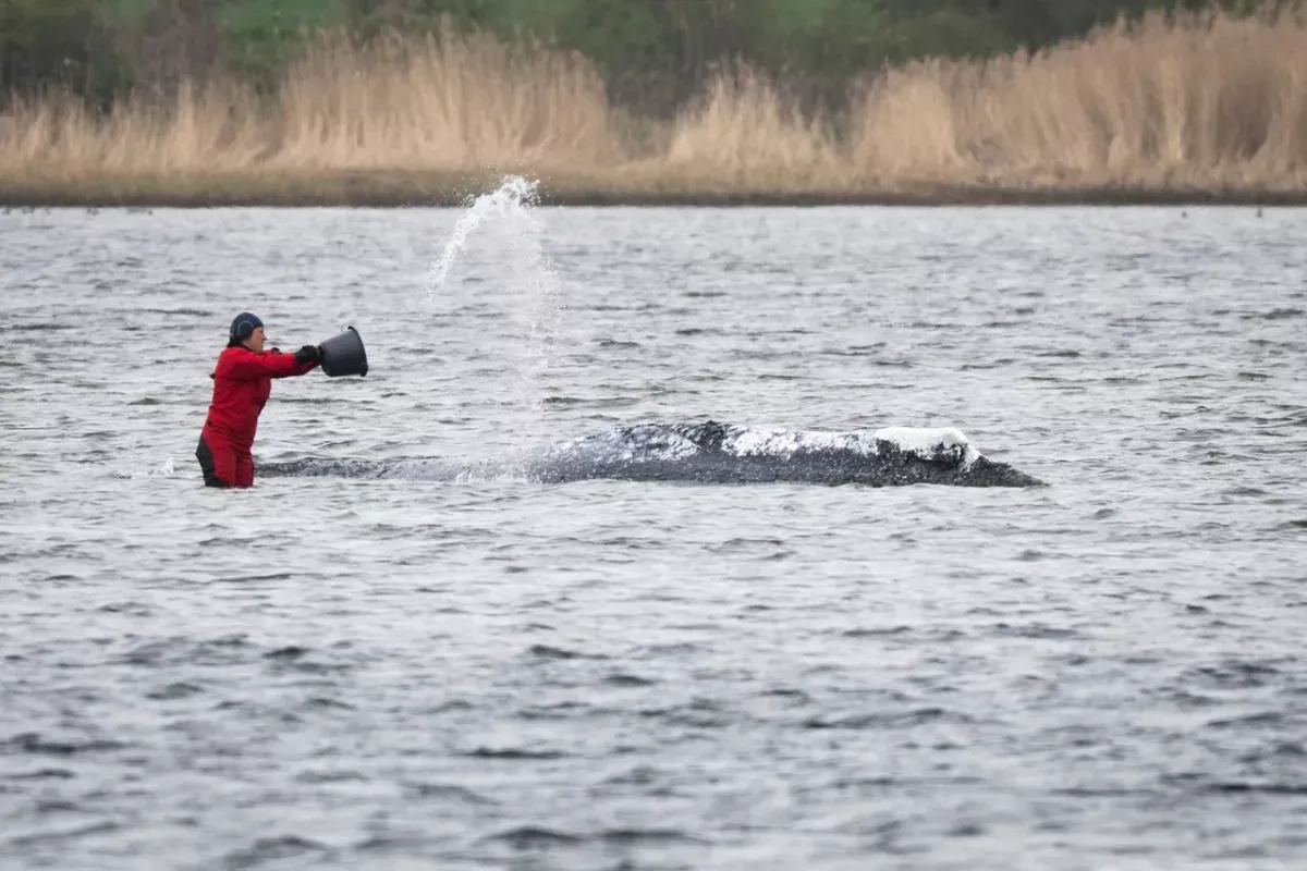 German minister wades into whale rescue as Timmy operation delayed PHOTO