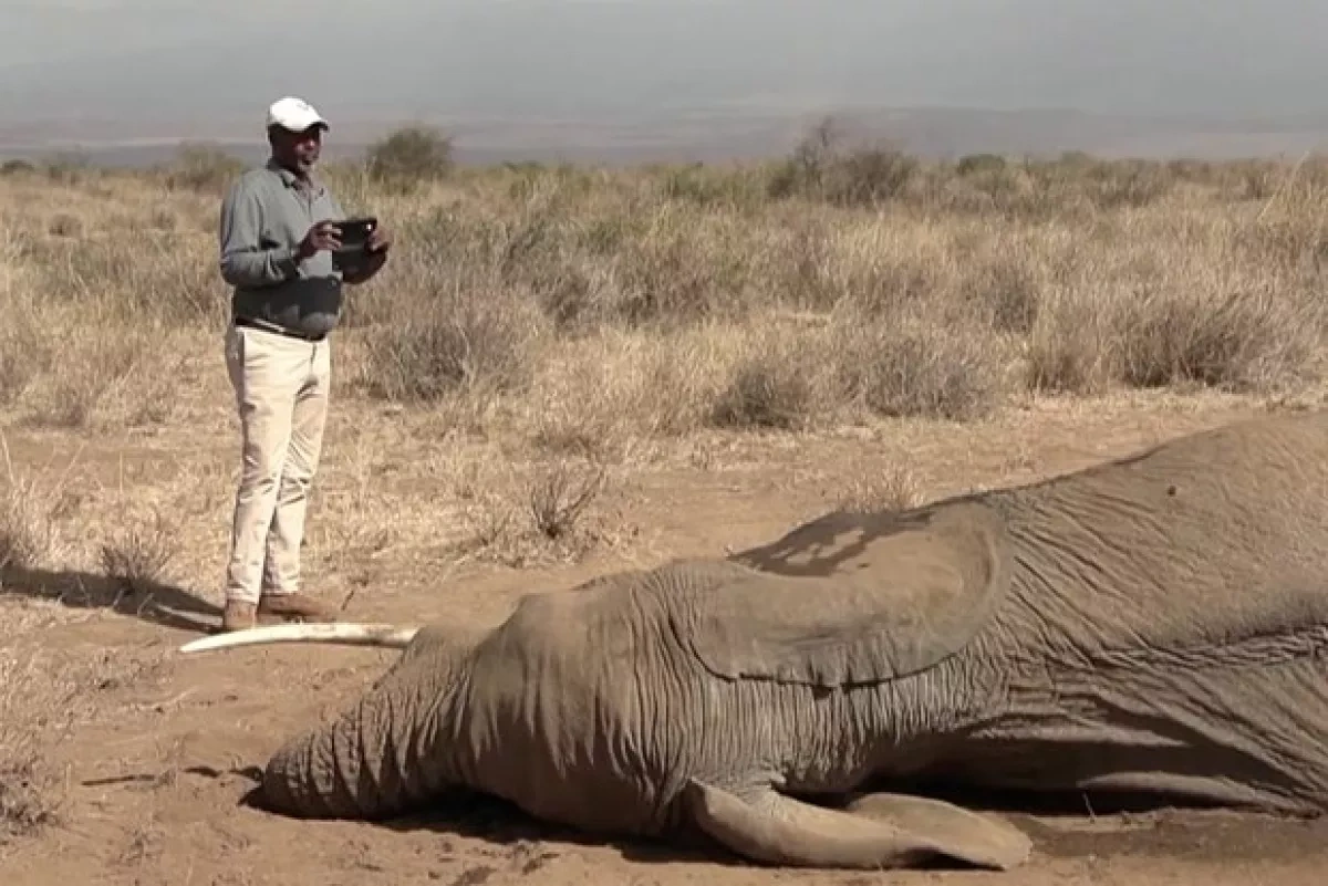 Kenya’s elephant death toll rises to at least 20 as cause remains unclear