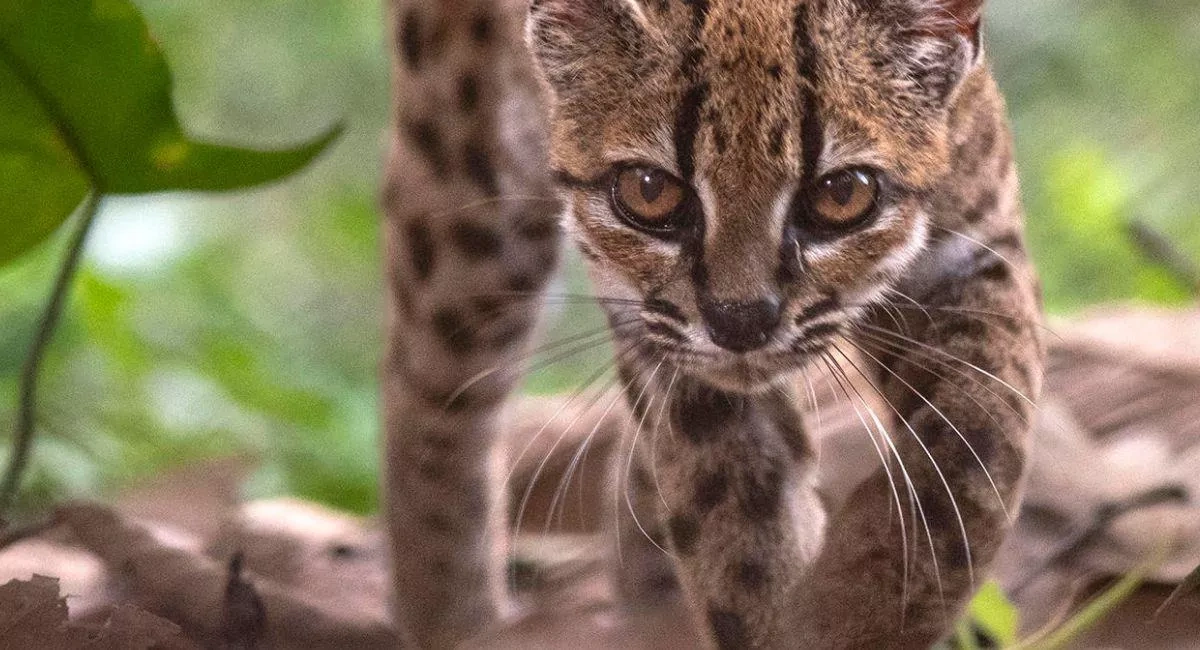 Researchers identify first novel wildcat species in 100 years