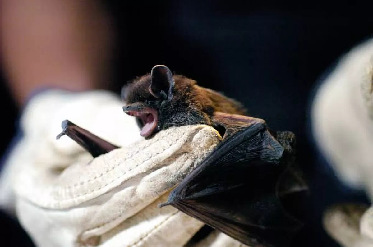 Fatal rabies case in Canada underscores need for immediate care after contact