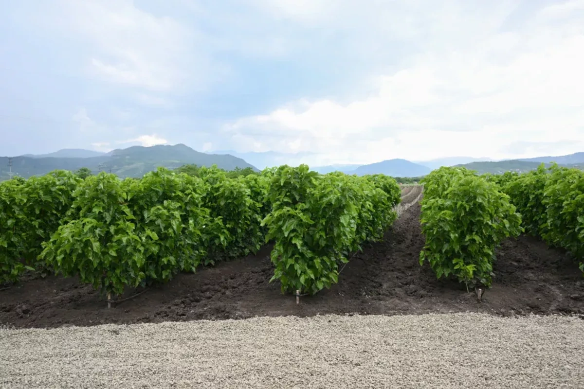 Azerbaijani officials inspect reconstruction, agro projects in Aghdara, Khojaly PHOTO