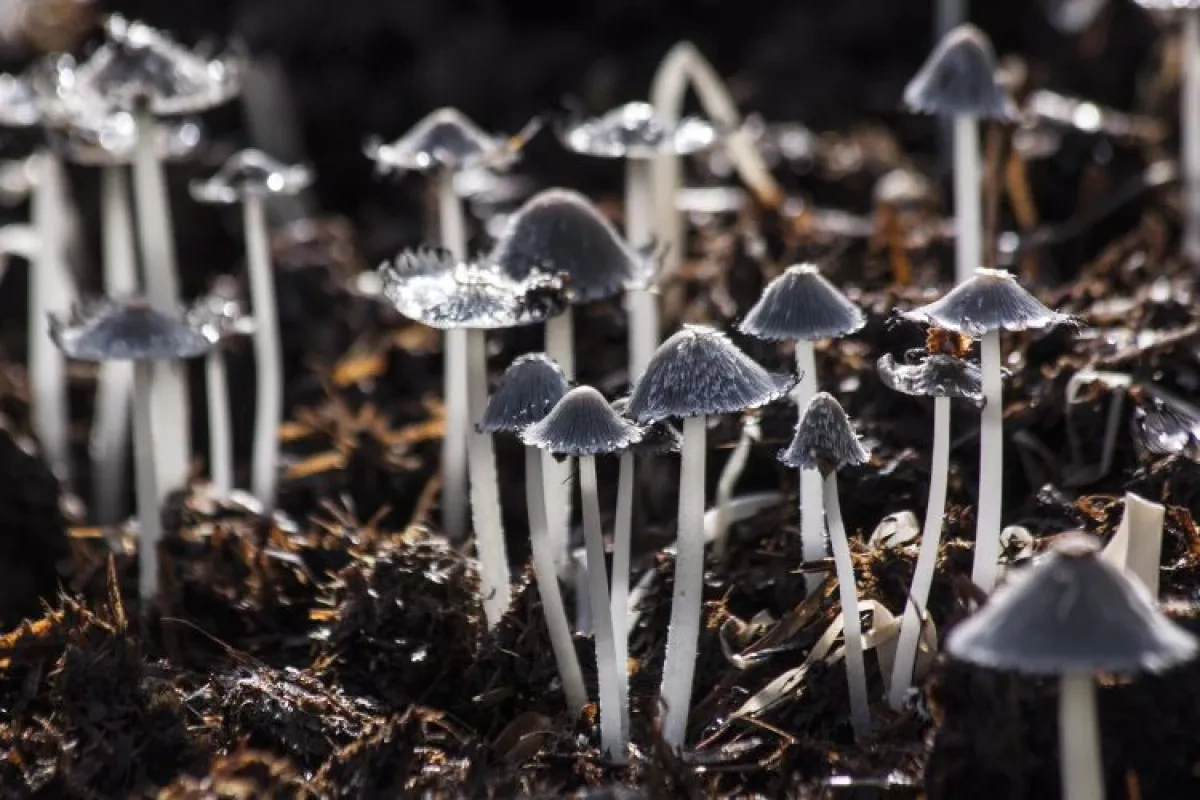 Underground fungal networks emerge as climate frontier