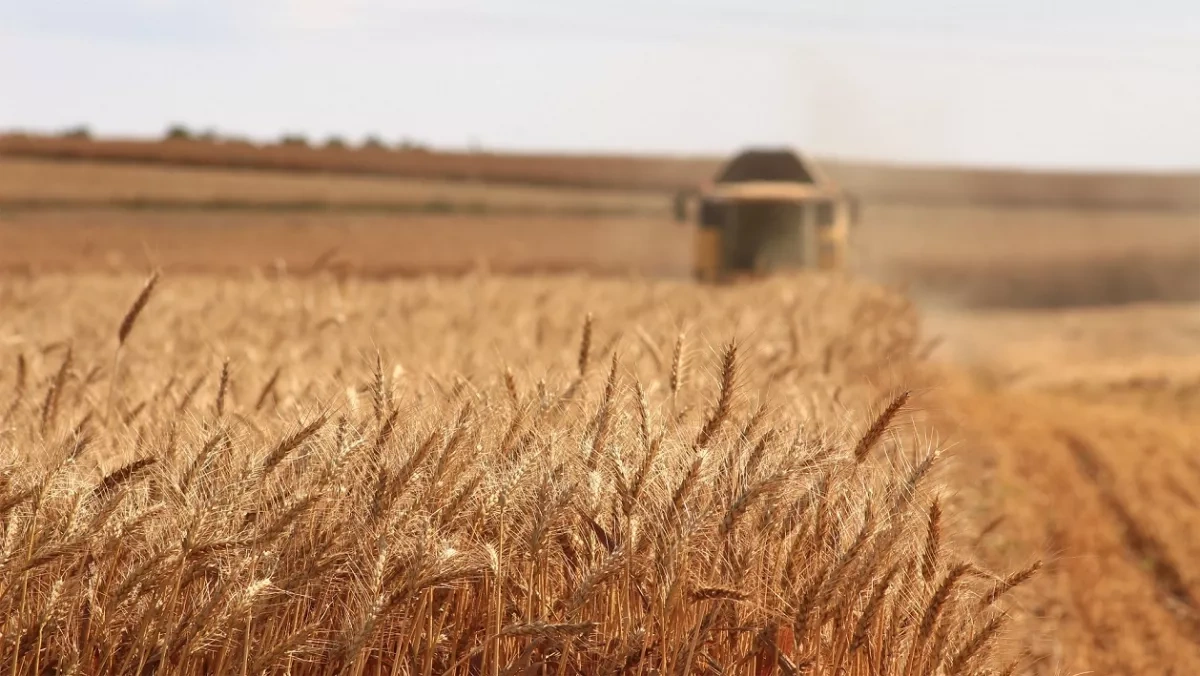 Rising geopolitical shocks expose North Africa’s fragile food system