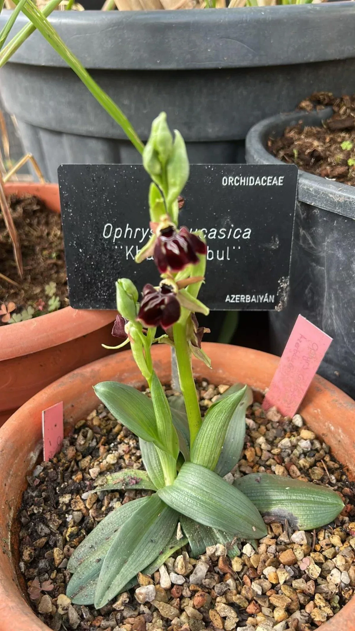 Azerbaijani Khari-Bulbul flower blooms at Madrid’s Royal Botanical Garden PHOTO