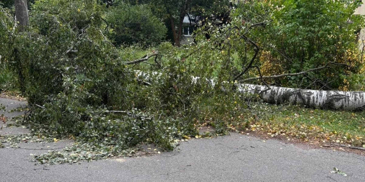 Cyclone leaves 659 settlements without power in Belarus