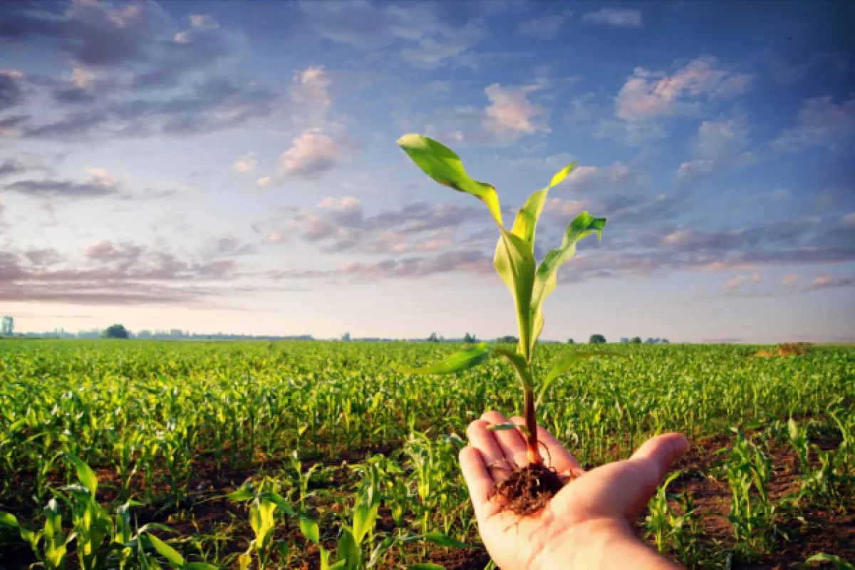 Azerbaijan’s agricultural breakthrough: betting on technology and processing Review by Khazar Akhundov