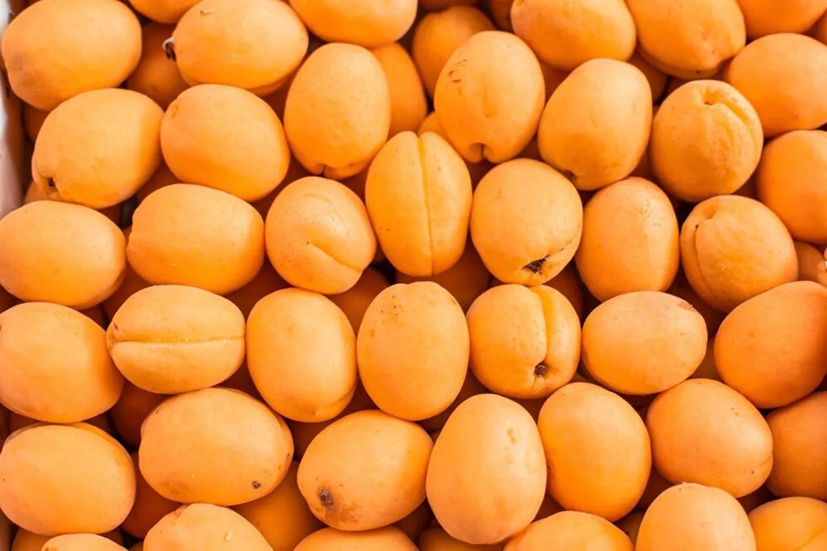 Armenia launches fresh apricot exports to Europe's largest retailers VIDEO
