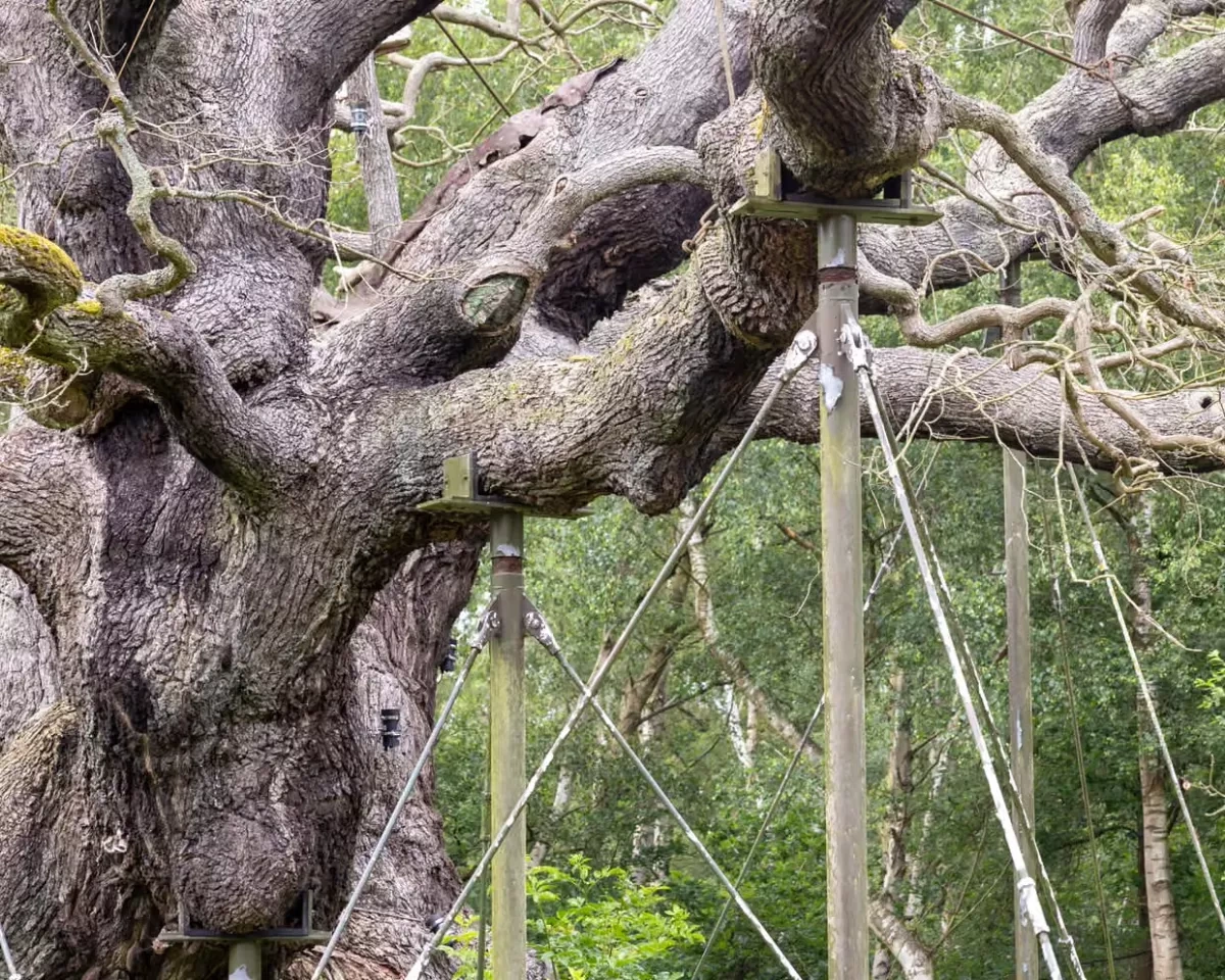 Ancient oaks in England face growing threat from extreme heat