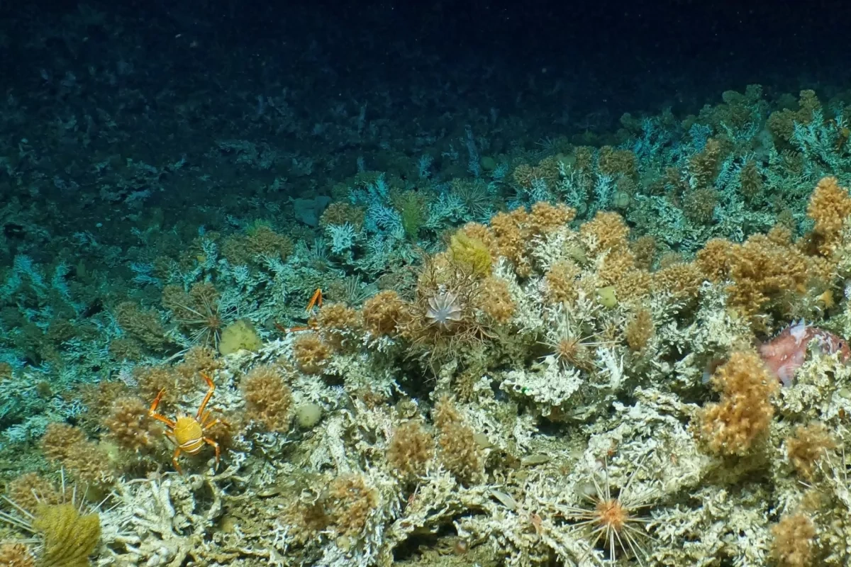El Niño has become more extreme in modern era, coral records show