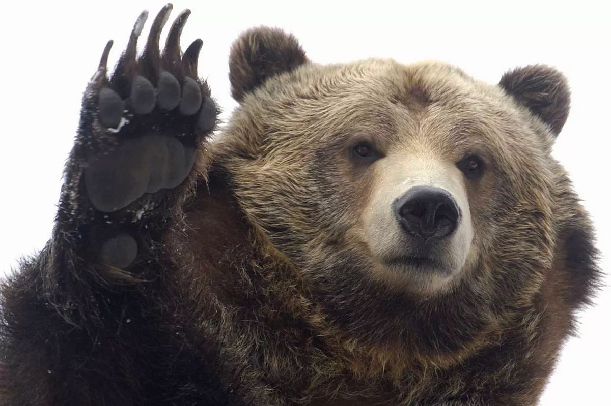 Hundreds of bears culled in Russia’s Irkutsk region as authorities urge caution VIDEO