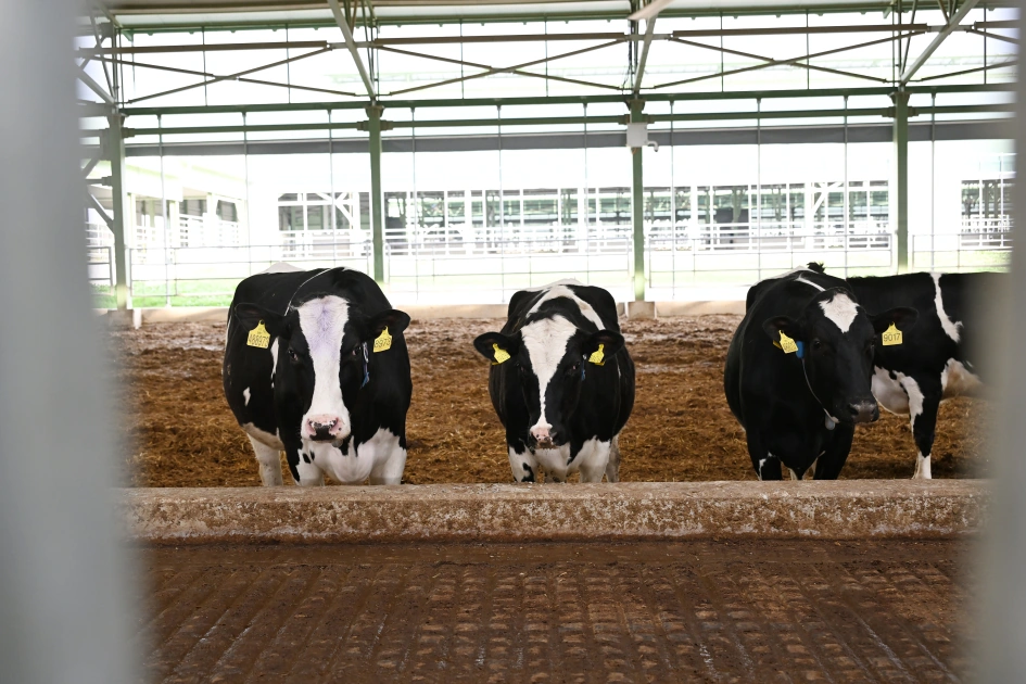 President Ilham Aliyev attends opening of Shirvan Agro livestock complex in Shamakhi (PHOTO)