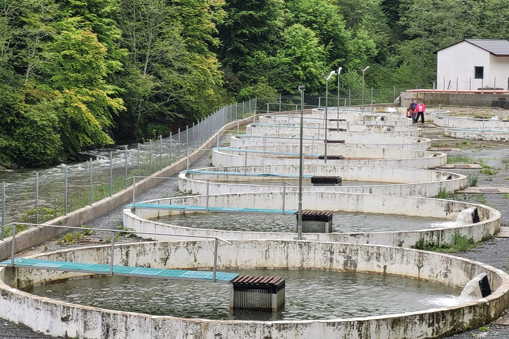Tajikistan launches trout farm in Sughd region