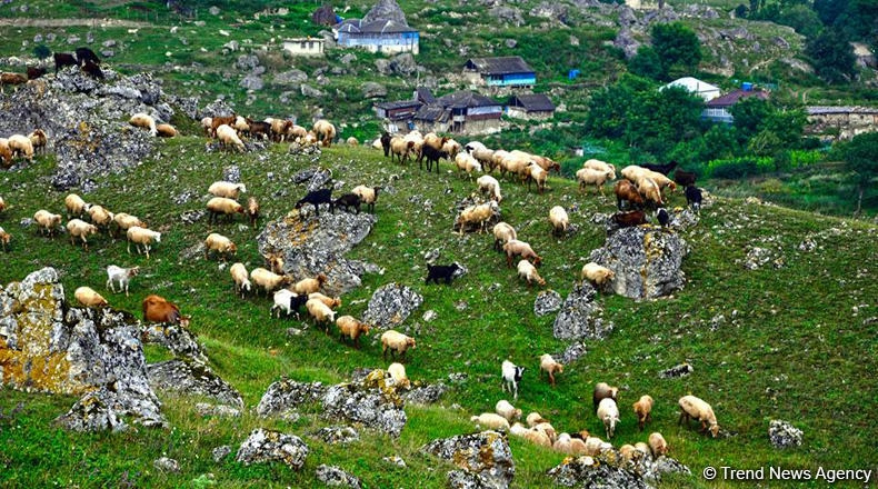 Turkmenistan's Lebap region boosts meat production in early 2026