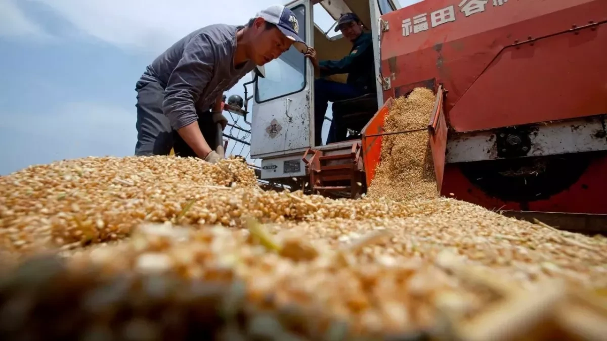 China’s grain output rises 1.2% to record 714.88 million tonnes in 2025