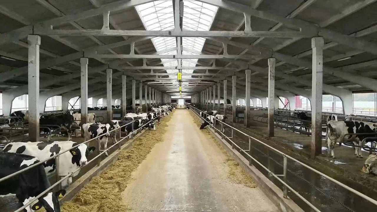 Uzbek company opens $40M livestock complex in Belarus