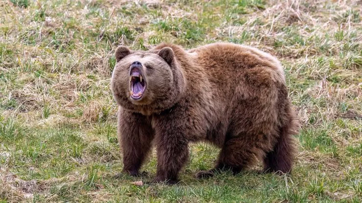 Bear attack leaves two men dead in Russia’s Tomsk region