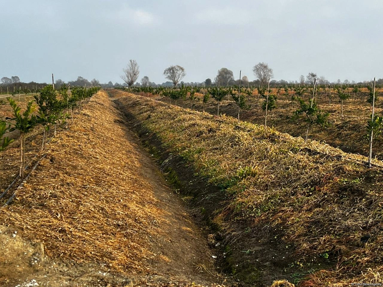 Azerbaijan records hike in its agricultural sector for 7M2026