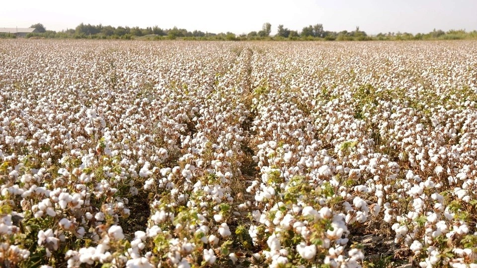 Uzbekistan targets record cotton yields with modern farming methods