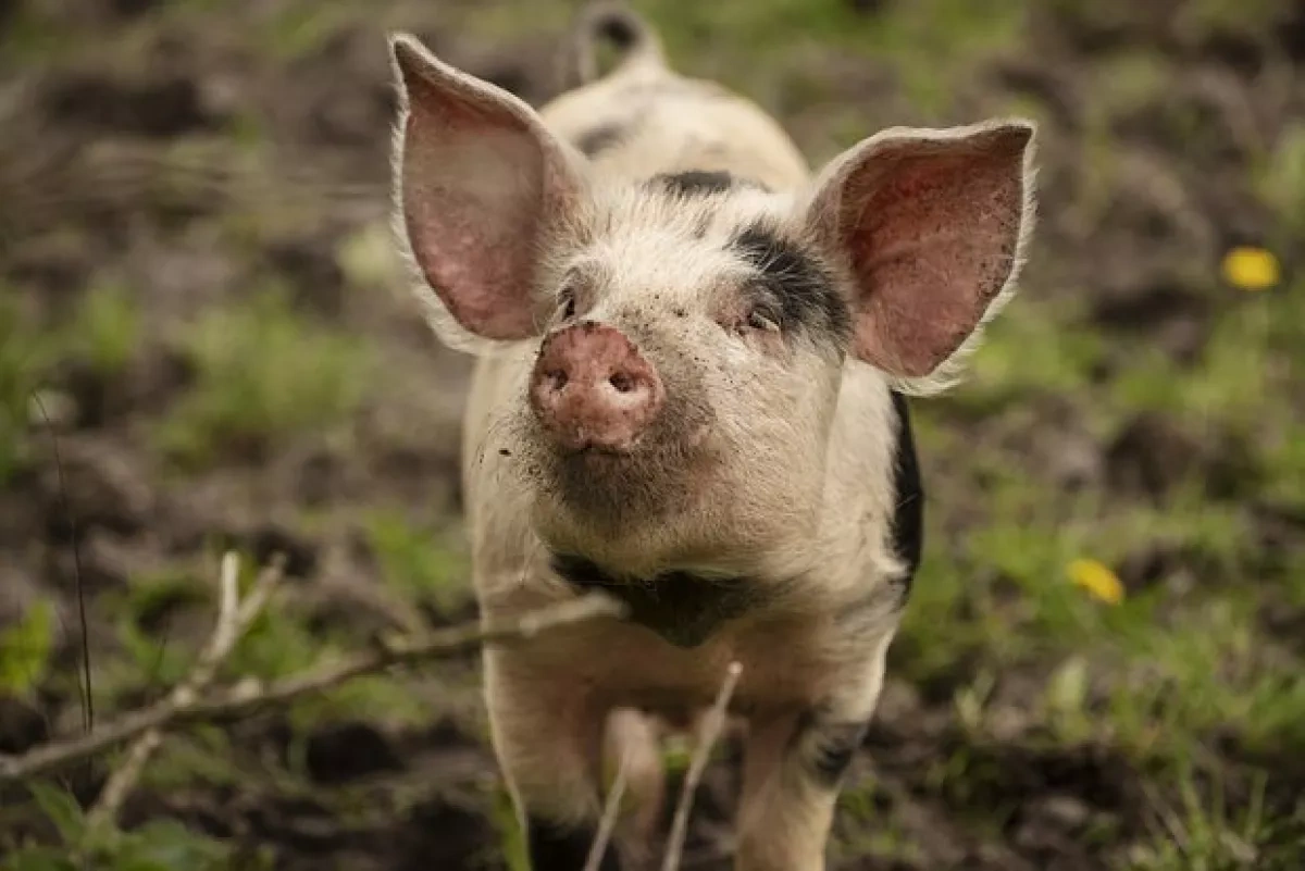 Top surgeon predicts organ donation from pigs could advance to become superior option