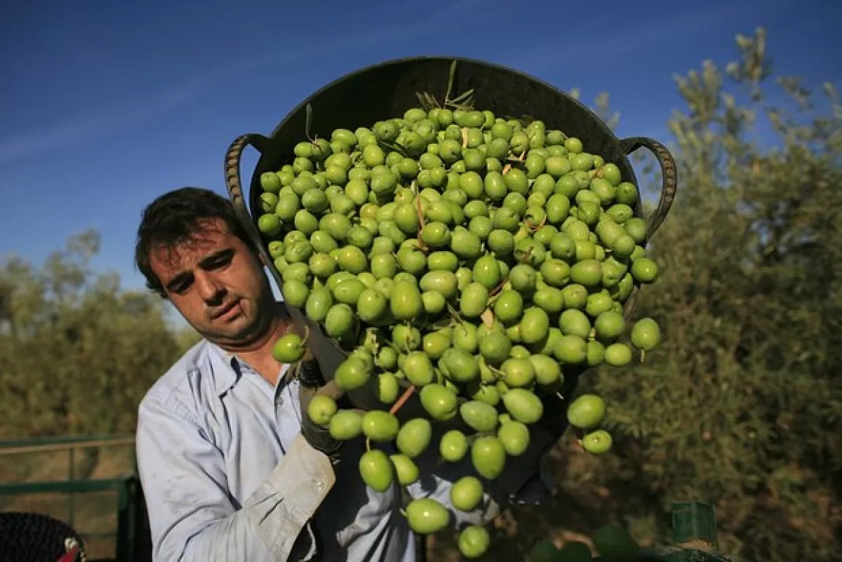 Extreme heat threatens Spain’s olive harvest