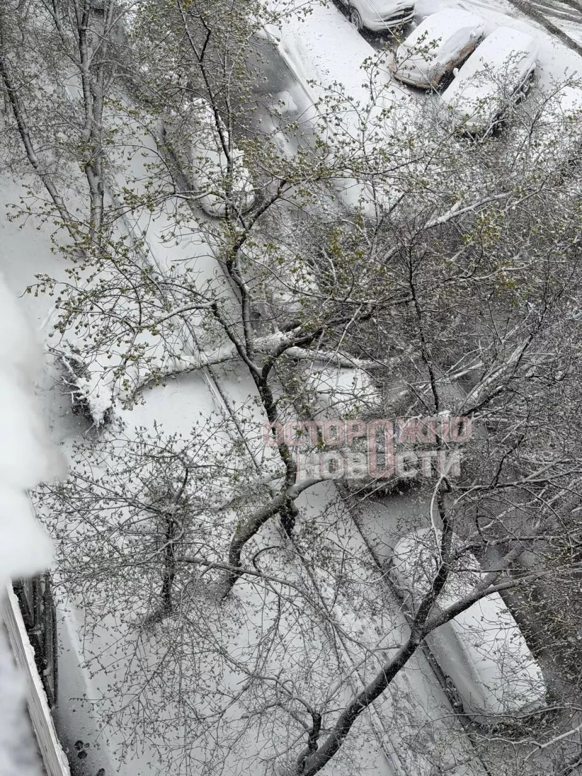 Moscow blanketed in snow amid sudden April weather shift PHOTO / VIDEO
